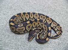 2011 Cinnamon Het Albino Female 6 $400
