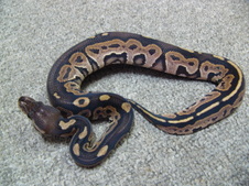 2011 Cinnamon Het Albino Male $400