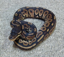 2011 Cinnamon Het Albino Male 5 $400