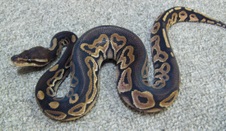 2011 Cinnamon Male 3 $150