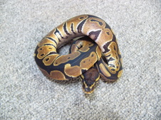 2011 Het Albino Female 1 $125