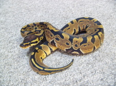 2011 Het Albino Female 2 $125