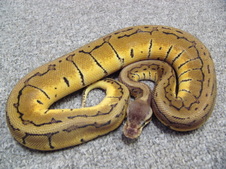 2011 Lemon Blast Male 3 $400