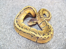 2011 Lemon Blast Male $425