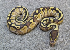 2011 Lesser Platinum Female 5 $325