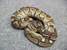 2011 Lesser Platinum Male 3 $275