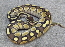 2011 Lesser Platinum Male 7 $225