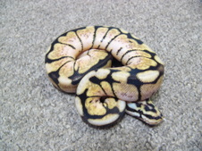 2011 Male Bumblebee
