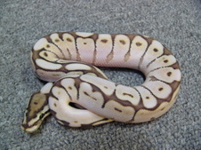 2011 Male Lesser Bee 2 $650
