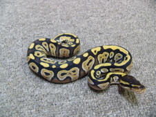 2011 Mojave Female 1 $250