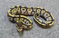 2011 Mojave Male 2 $150