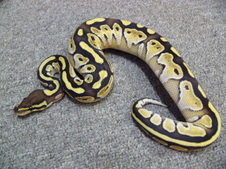 2011 Mojave Male 6 $175