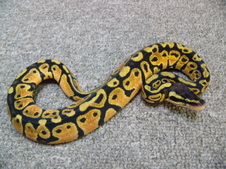 2011 Pastel Female 2 $150