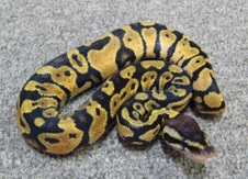 2011 Pastel Male 2 $75