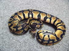 2011 Pastel Male 3 $75