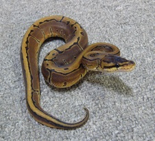 2011 Pinstripe Female 3 $250