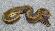 2011 Pinstripe Male 4 $150