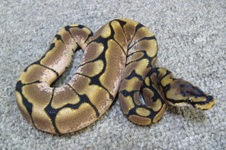 2011 Spider Female 4 $200