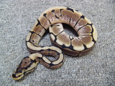 2011 Spider Female 4 $250