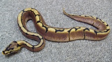 2011 Spider Male 2 $150
