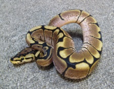 2011 Spider Male 3 $100