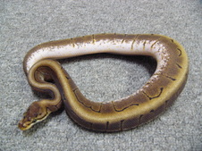 2011 Spinner Male 2 $500