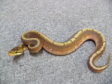 2011 Spinner Male $450