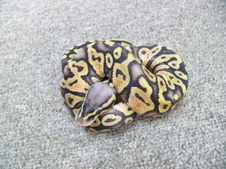 2011 Super Pastel Male $350