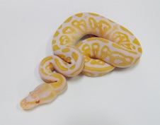 2012 Albino Black Pastel Female 4 $800