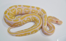 2012 Albino Black Pastel Male 3 $900