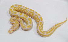 2012 Albino Black Pastel Male 2  $800