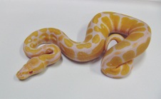 2012 Albino Female 1 $375