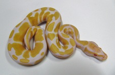 2012 Albino Male 3 $325