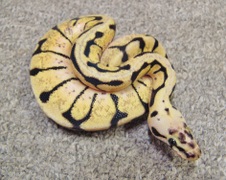 2012 Bumble Bee 1 Male $350