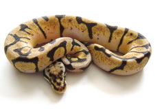 2012 Bumble Bee Male $325 SOLD