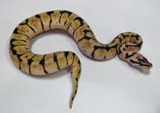 2012 Bunblebee Female $425