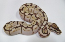 2012 Butterbee Male $600
