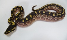 2012 Butter Female 1 $275