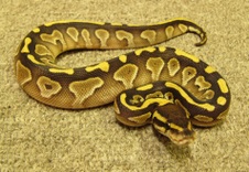 2012 Butter Female $250