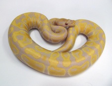 2012 Candino Male 2 $1500