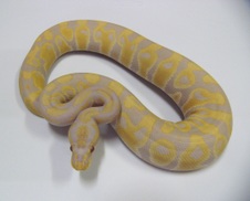 2012 Candino Male 3 $1500