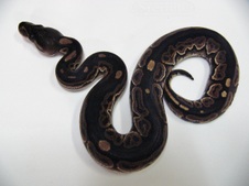 2012 Cinnamon Female $200