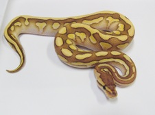 2012 Desert Lesser Woma Female $700