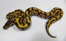 2012 Desert Male 2 $500