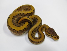 2012 Desert Pinstripe Male $1200