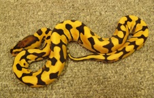 2012 Desert Woma Female $850
