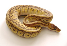 2012 Jigsaw Male $450
