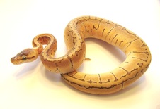 2012 Lemonblast Female $425