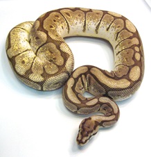 2012 Lesser Bee Female $650