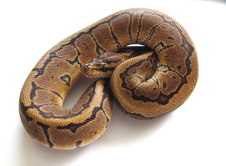 2012 Pinstripe Male 1 $125